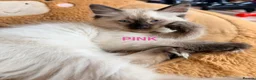 Ragdoll cats for sale:  Last one looking forever home, ready to go now  - Advert 14