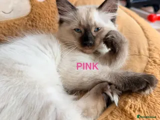 Ragdoll cats 5 stunning ragdoll kittens! ❤️ - Advert 4