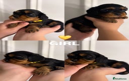 Cavalier King Charles Spaniel dogs for sale: KC REGISTERED GORGEOUS BLACK & TAN PUPPYS  - Image 10