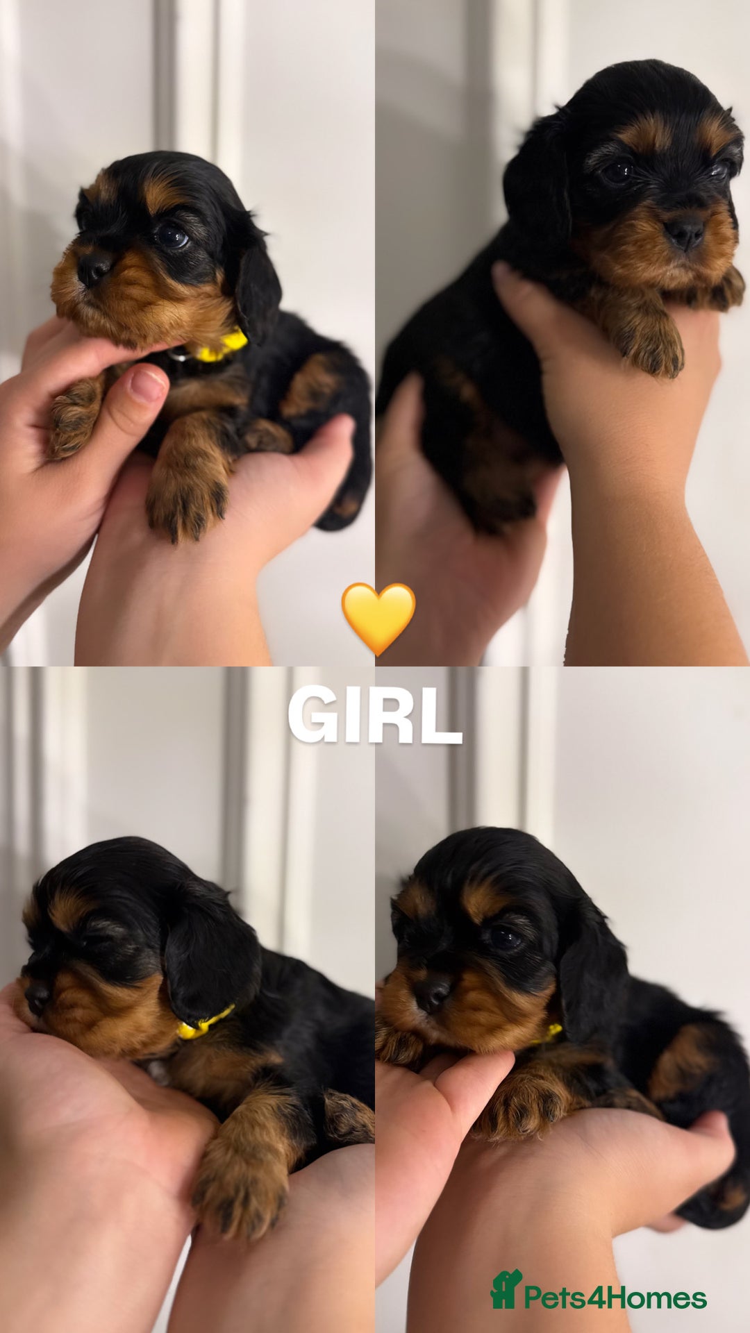 Cavalier King Charles Spaniel dogs for sale: KC REGISTERED GORGEOUS BLACK & TAN PUPPYS  - Image 10