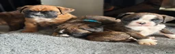 Boxer dogs for sale: Beautiful Kc boxer puppies  - Advert 26
