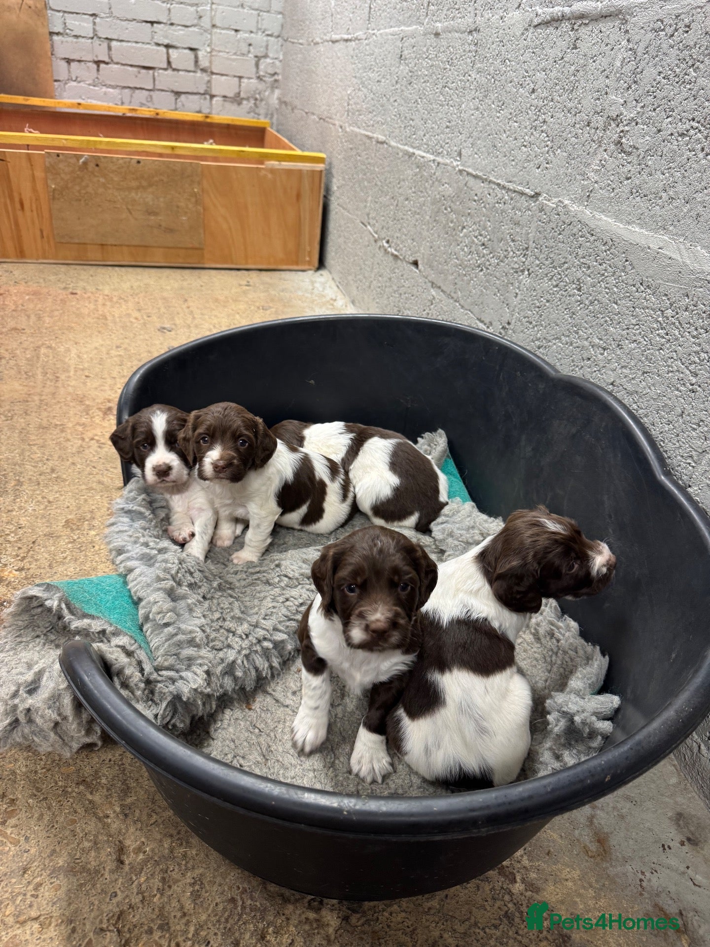 English Springer Spaniel dogs English springer spaniels  - Advert 2