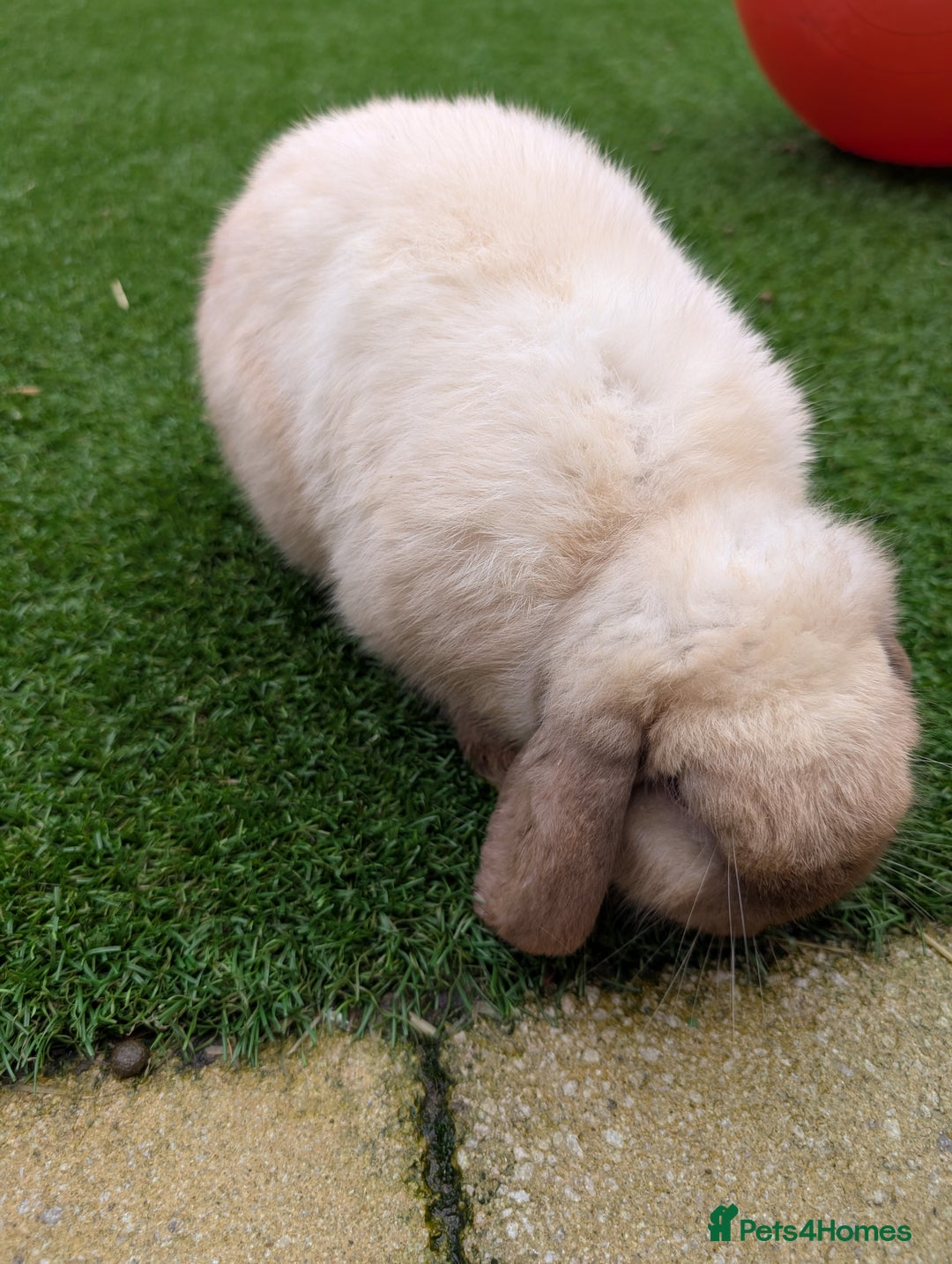 Mini Lop rabbits for sale: Bonded Pair of Mini Lop Males – 9 Months Old - Advert 3