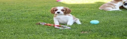 Cavalier King Charles Spaniel dogs for sale: PUG x CAVALIER puppies for sale  - Advert 26