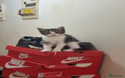 Mixed Breed cats for sale: Tabby Turkish angora - Image 3