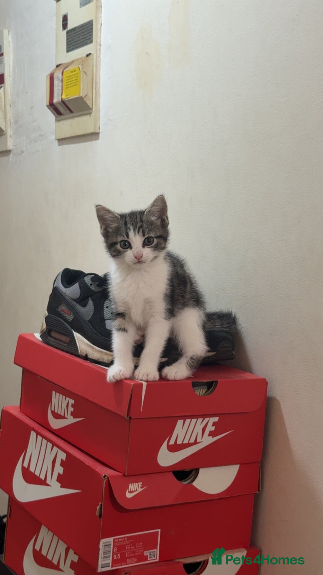 Mixed Breed cats for sale: Tabby Turkish angora - Image 3