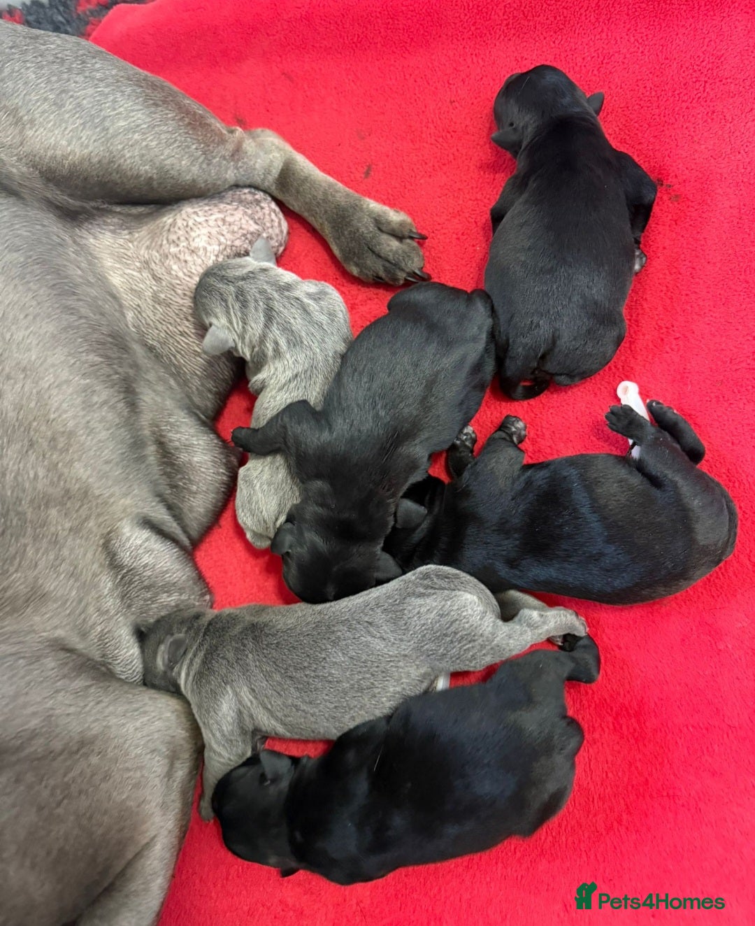 Staffordshire Bull Terrier dogs for stud: The one, the only.....Mr 'T'     (Blue🧬) - Image 13