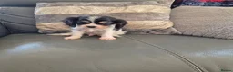 Cavalier King Charles Spaniel dogs for sale: KC Health Clear Cavalier King Charles Boys - Advert 23