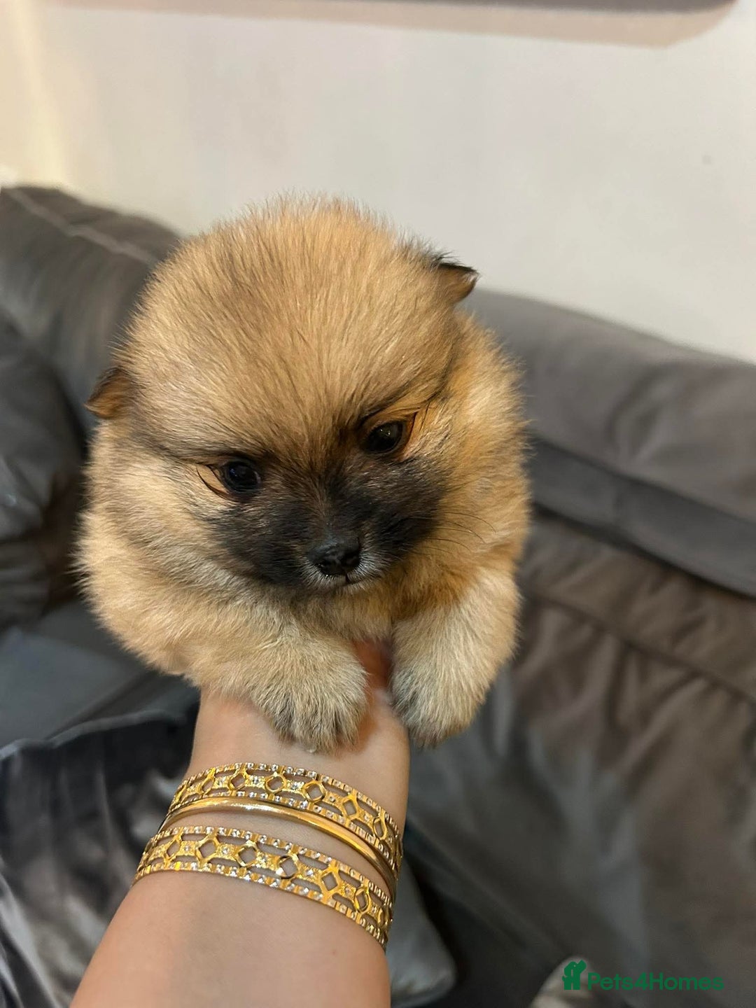 Pomeranian dogs for sale: **** ** ** POMERANIAN PUPPIES **** - Image 4
