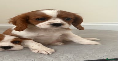 Cavalier King Charles Spaniel dogs - Advert 11