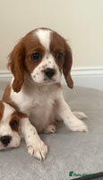 Cavalier King Charles Spaniel dogs - Advert 1