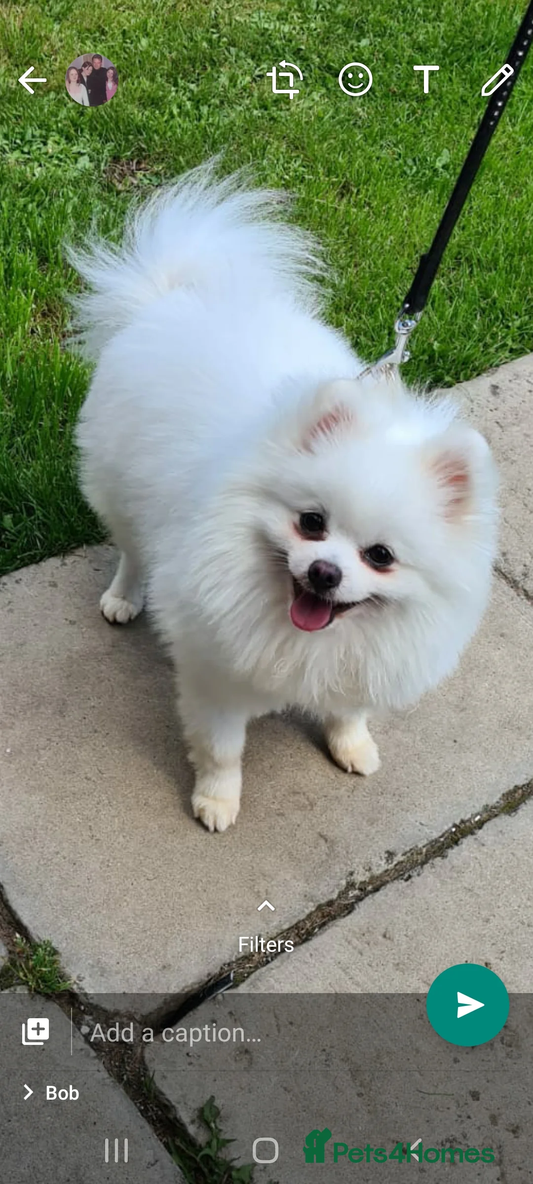 Pomeranian dogs for stud: Best stud around Champions in every generation in Coventry - Advert 5