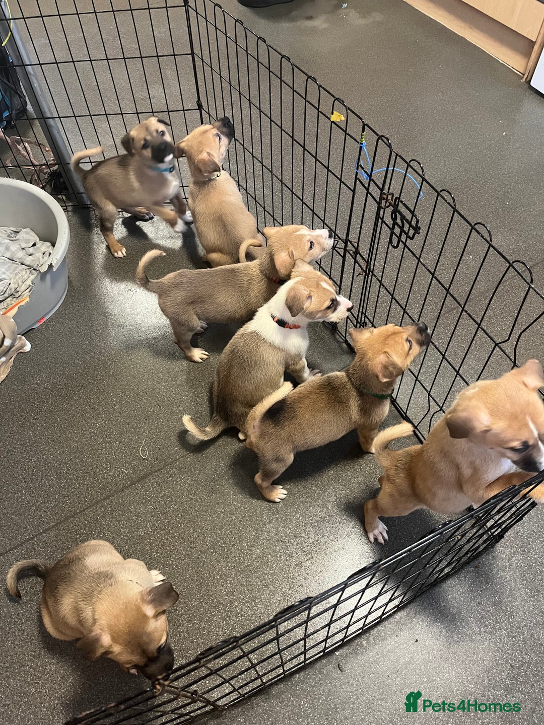 Mixed Breed dogs for sale: 7 puppies for sale - Advert 11