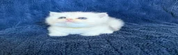Scottish Fold cats for sale: Beautiful Scottish Fold & Straight Kittens - Advert 35