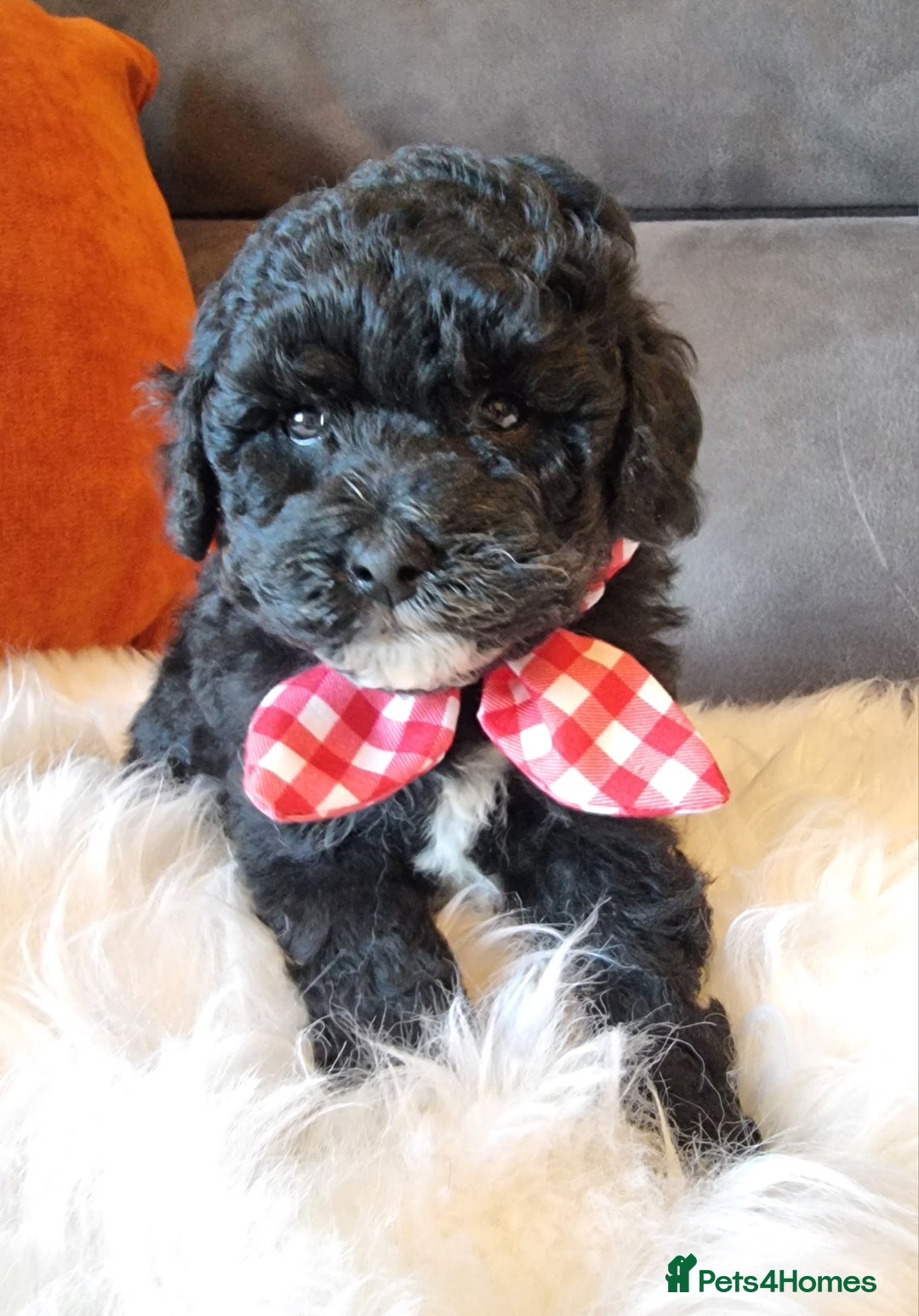 Shihpoo dogs for sale: Adorable best friend Shihpoo pups Fully Vaccinated - Advert 24