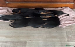 Mixed Breed dogs for sale: Dachshund x patterdale - Image 5