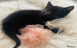 Mixed Breed cats for sale: All Black tiger stripes kittens 3 girls 🩷 - Image 4