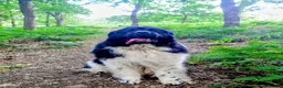 Newfoundland dogs for sale: Beautiful KC Registered Newfoundland Puppies!! - Advert 12