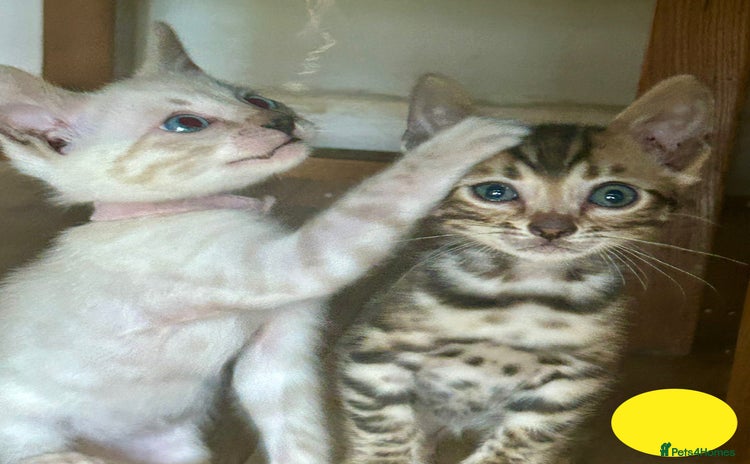 Bengal cats - Advert 1