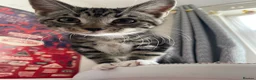 Mixed Breed cats for sale: Kittens for sale in Feltham - Advert 10