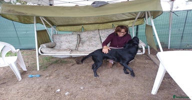Mixed Breed dogs - Advert 3