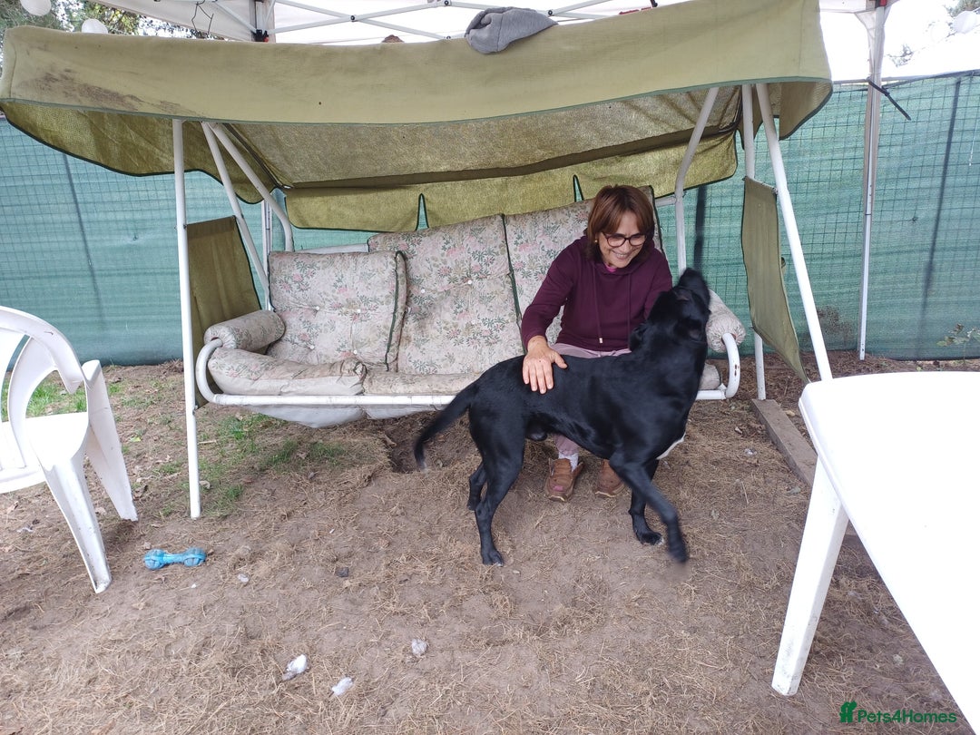 Mixed Breed dogs for adoption: Meet SHEAMUS - a handsome boy for a confident Home - Image 3