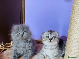 Scottish Fold cats - Advert 15