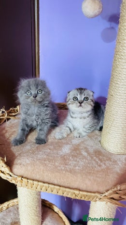 Scottish Fold cats - Advert 12
