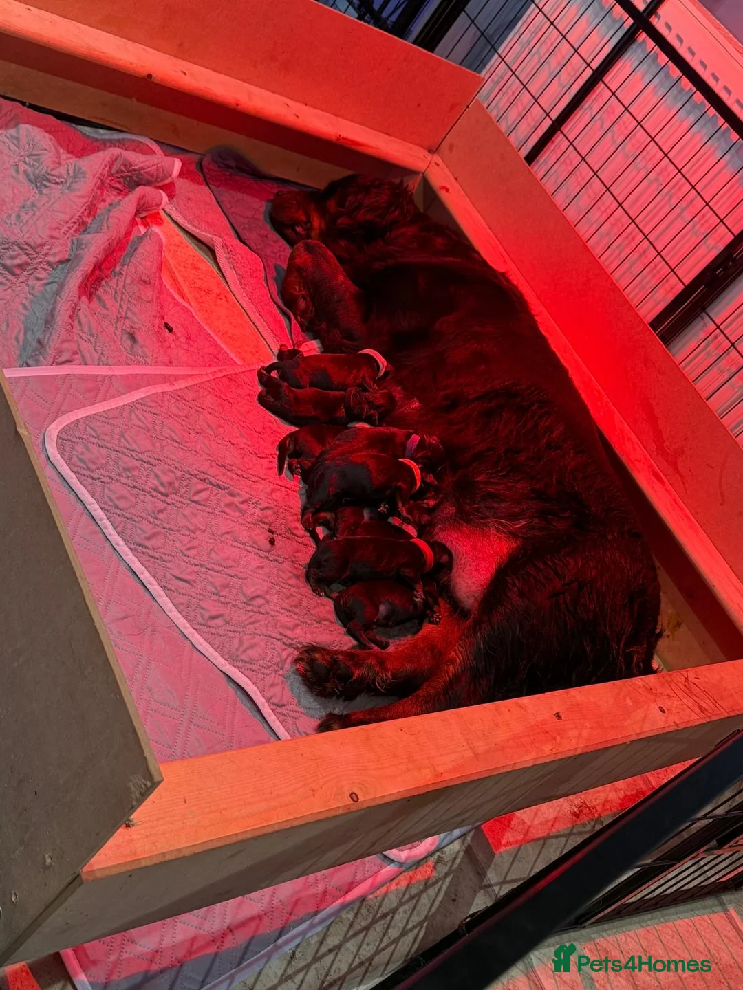 Rottweiler dogs for sale: Chunky Rottweiler Puppies - 6 girls 3 boys  - Advert 2