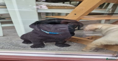 Labrador Retriever dogs - Advert 4