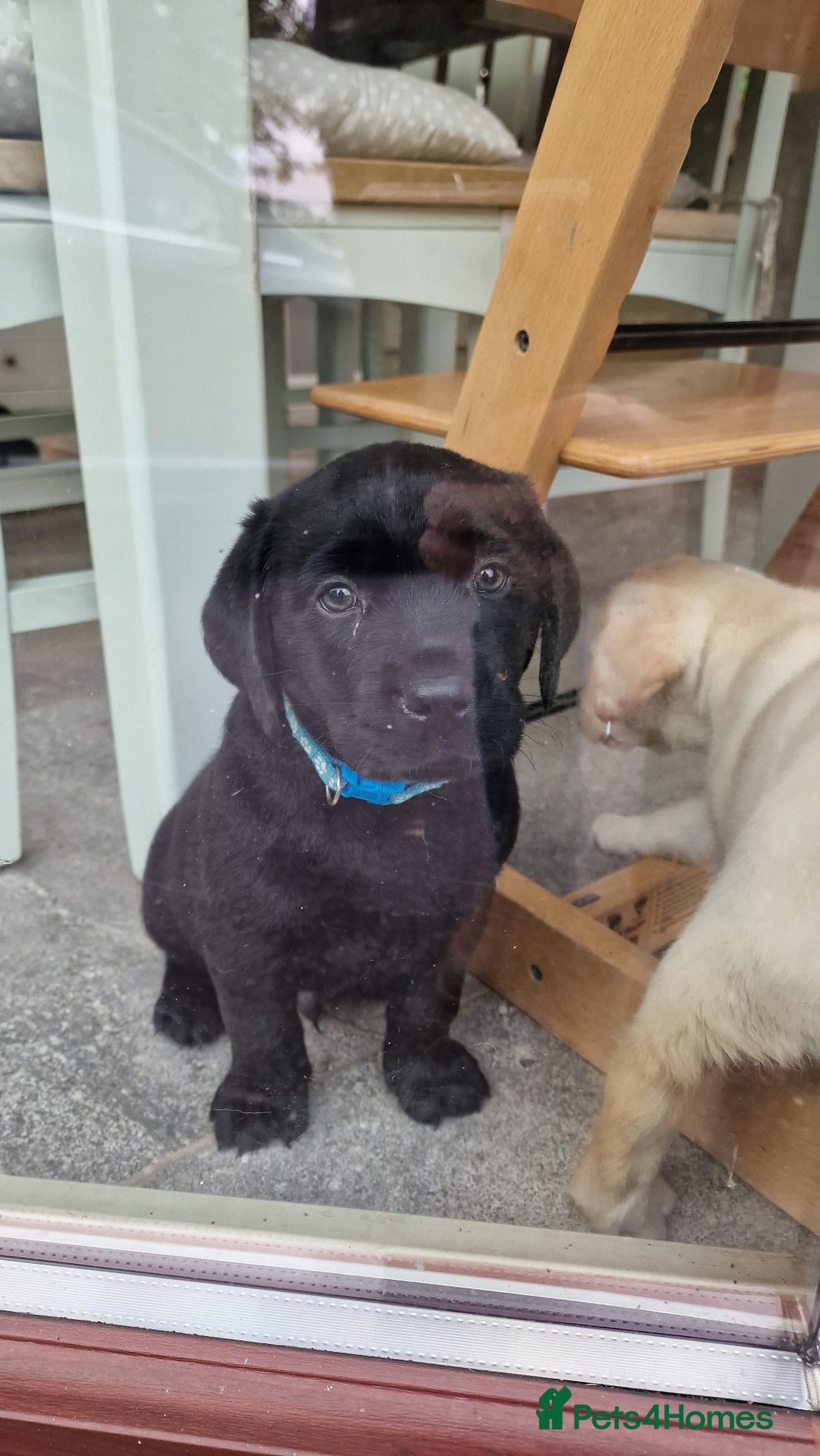 Labrador Retriever dogs for sale: Amalfilatte - Show Labrador Retriever Puppies - Image 3