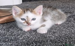 Ragdoll cats for sale: Cute little Tabbies with part Ragdoll - Image 2