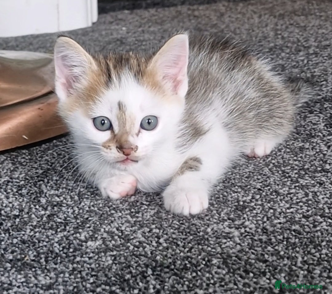 Ragdoll cats for sale: Cute little Tabbies with part Ragdoll - Image 2