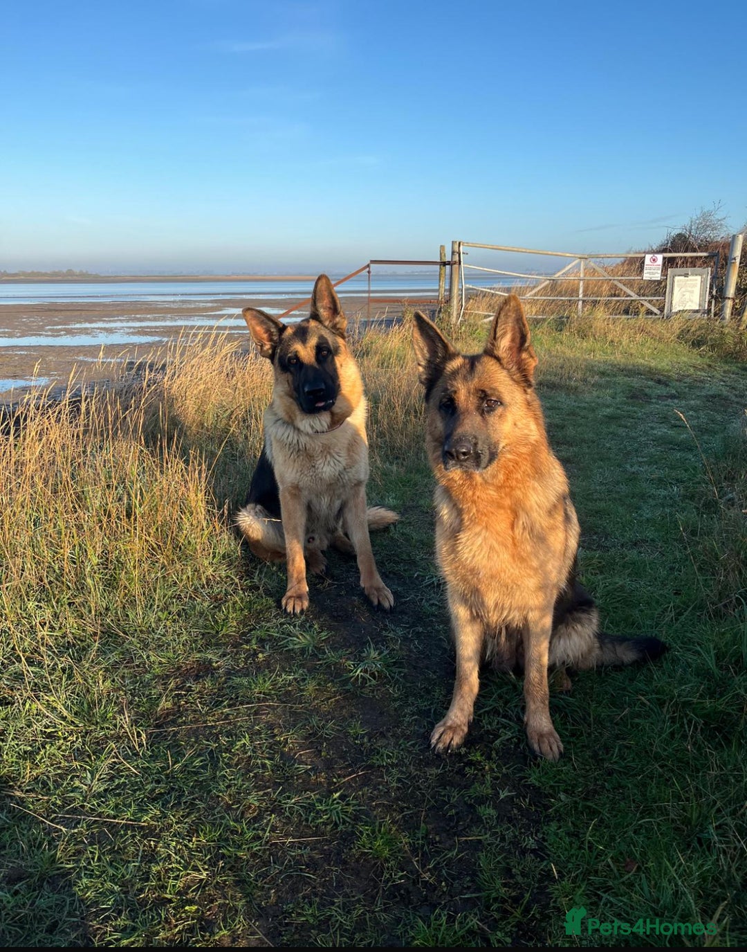 German Shepherd dogs for sale: German Shepherd Puppies Family-Raised 🐾 - Advert 2