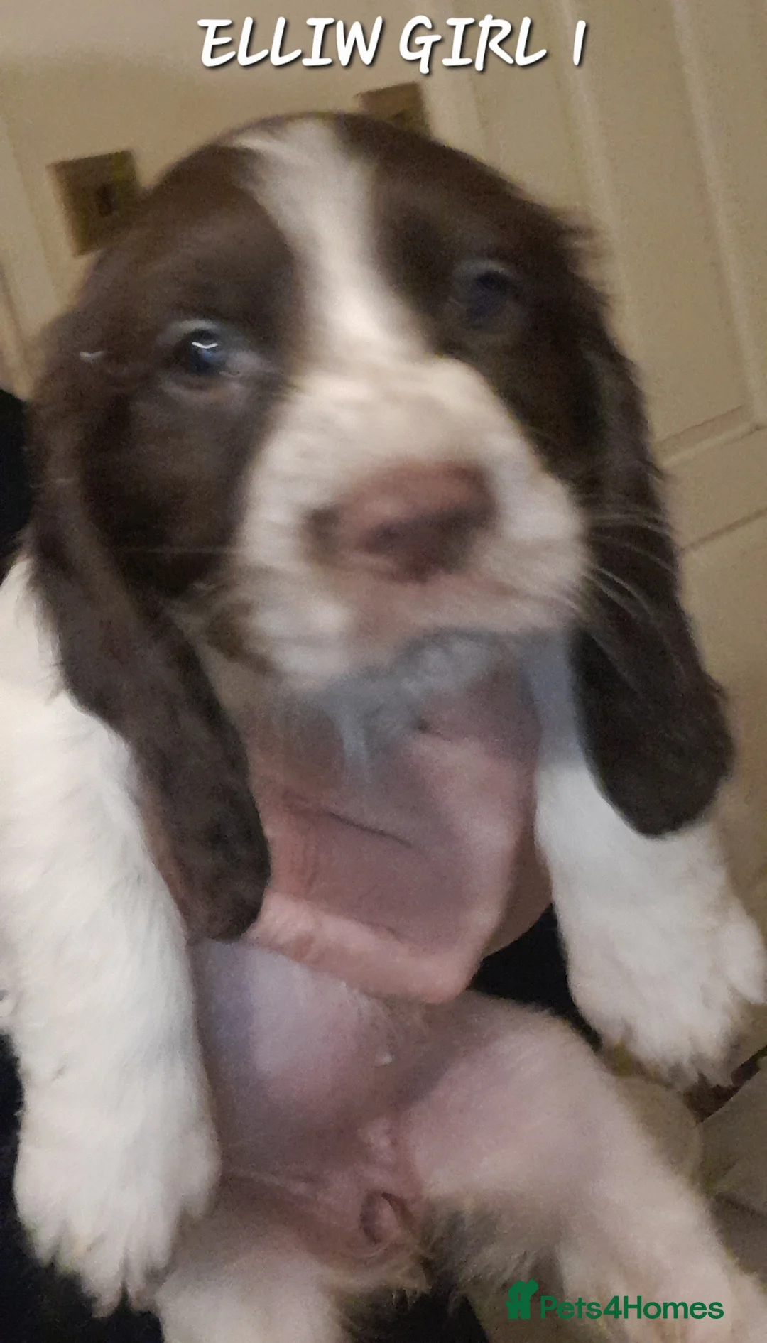 Sprocker dogs for sale: Beautiful Sprocker Litter - Advert 16