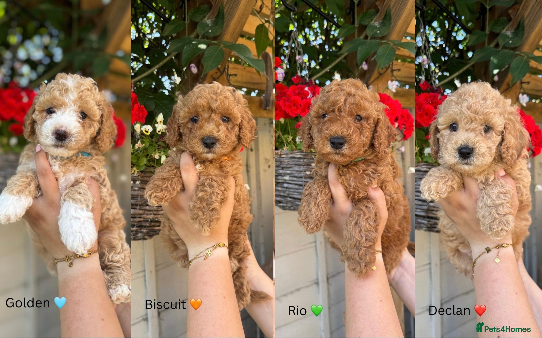 Poochon dogs DNA health tested Poochon Puppies 🐶  - Advert 1