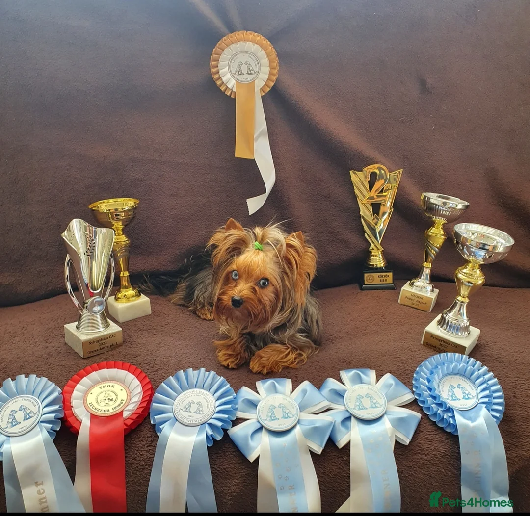 Yorkshire Terrier dogs for stud: Mini Yorkshire terrier for stud. - Advert 2