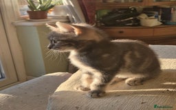 Mixed Breed cats for sale: Adorable 7 Mixed Breed Kittens 🐾 - Image 23