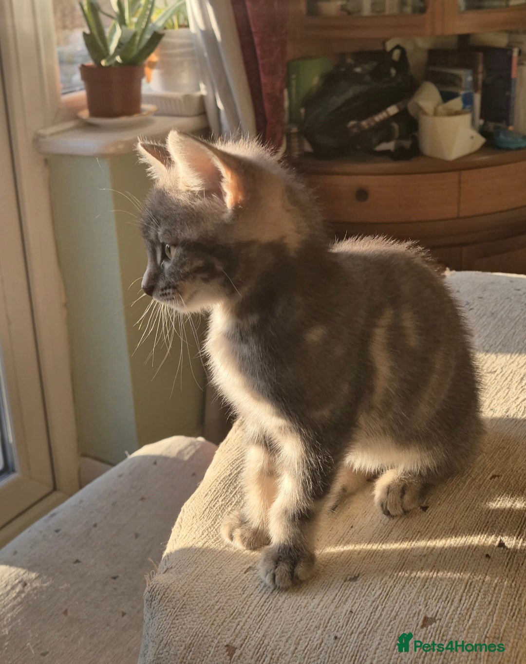 Mixed Breed cats for sale: Adorable 7 Mixed Breed Kittens 🐾 - Image 23