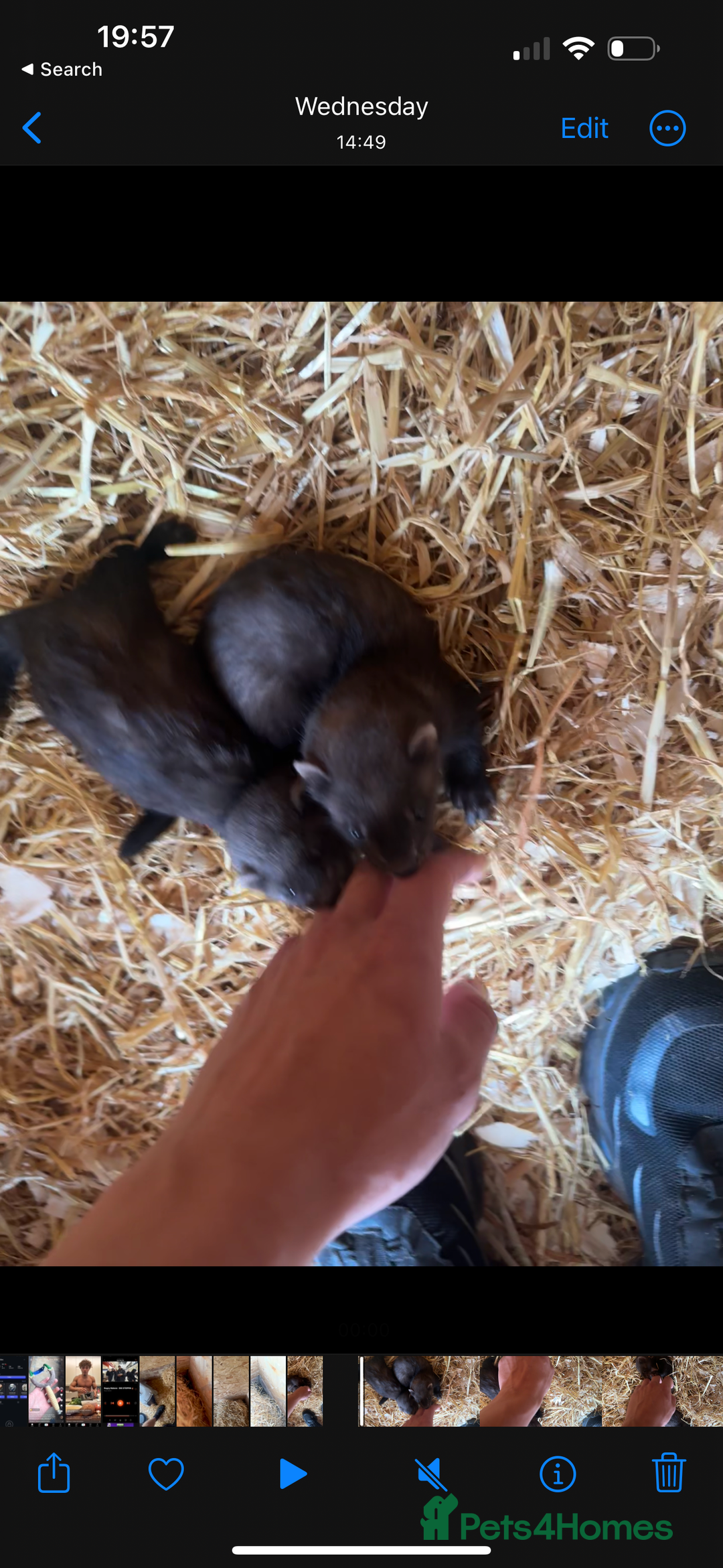 Ferret rodents for sale: solid black cross polecat kits  - Image 2