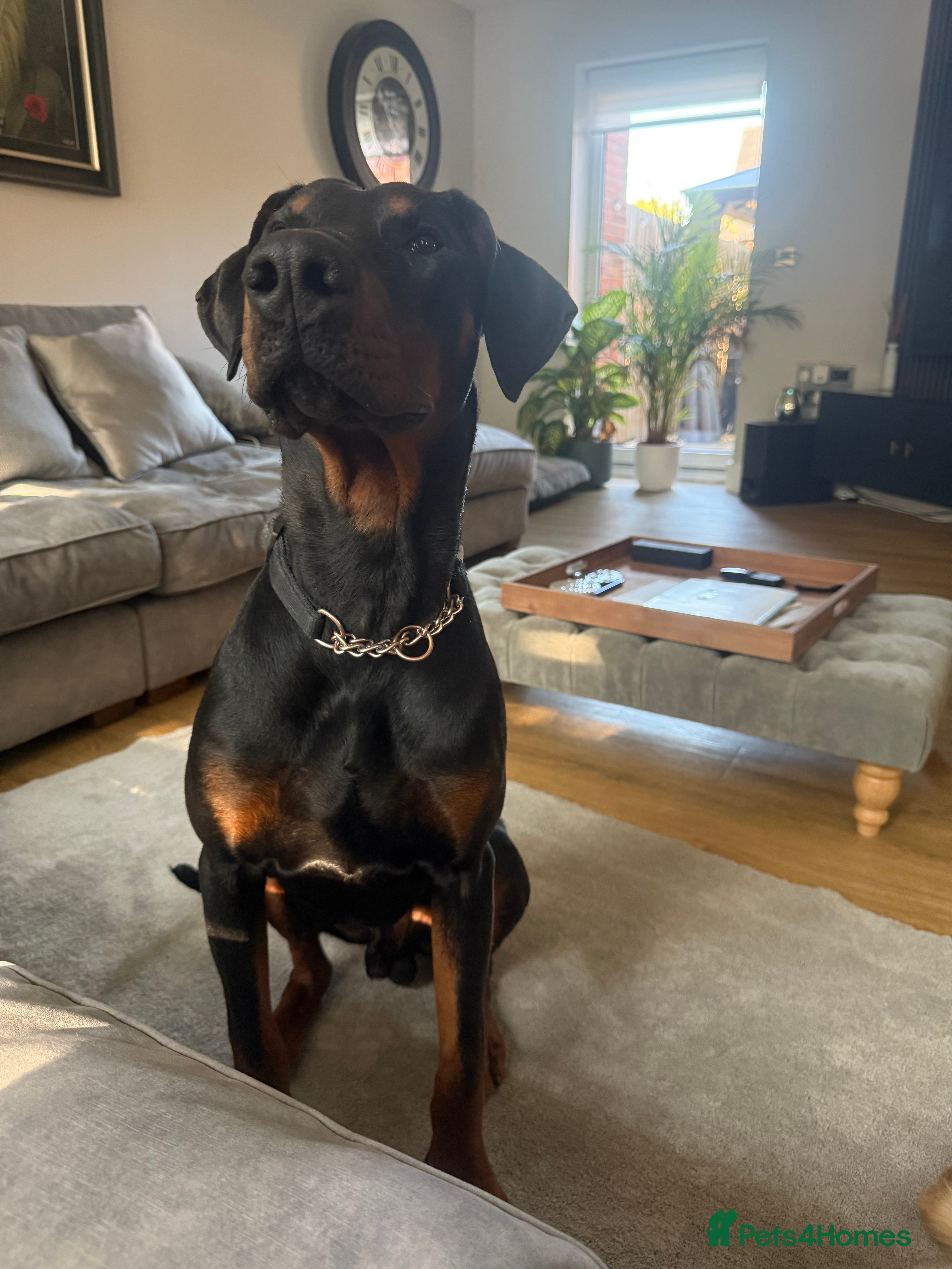 Dobermann dogs Duke 15 months old Doberman  - Advert 1