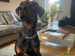 Dobermann dogs Duke 15 months old Doberman - Advert 4