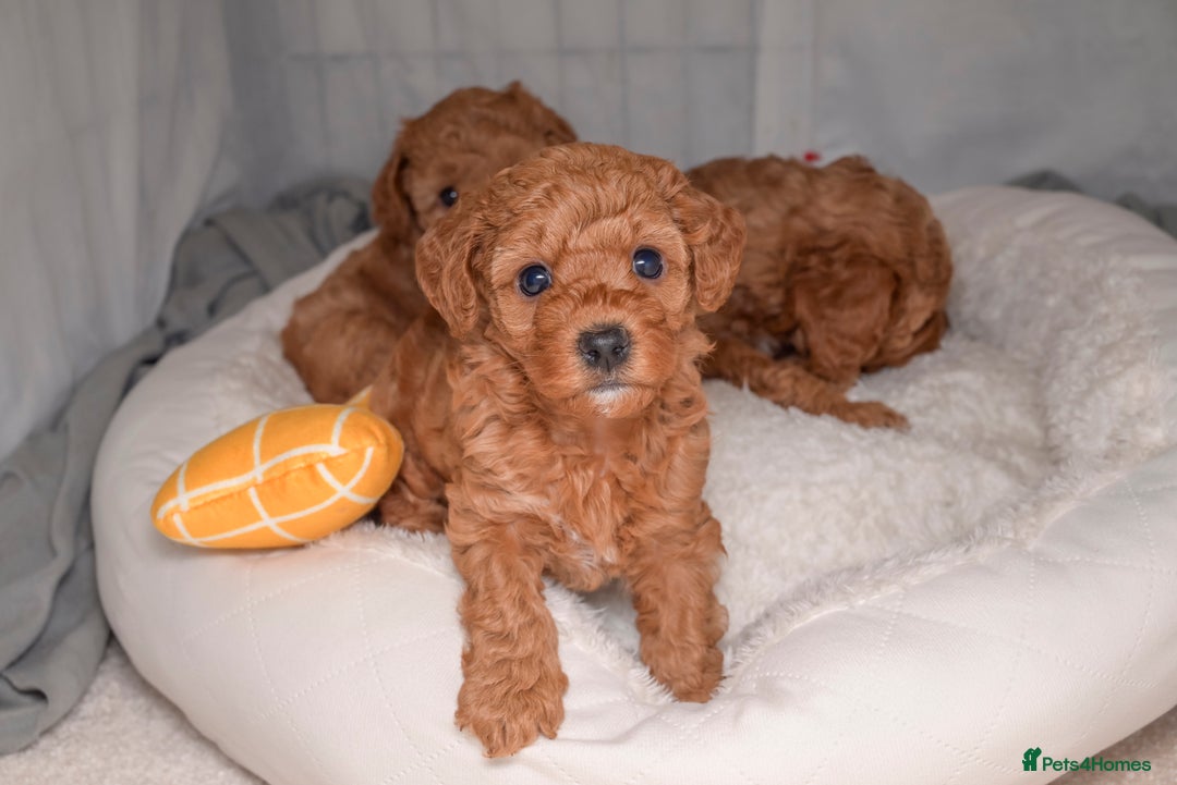 Poochon dogs for sale: Beautiful Red Poochon Puppies – Family Home Raised - Advert 8