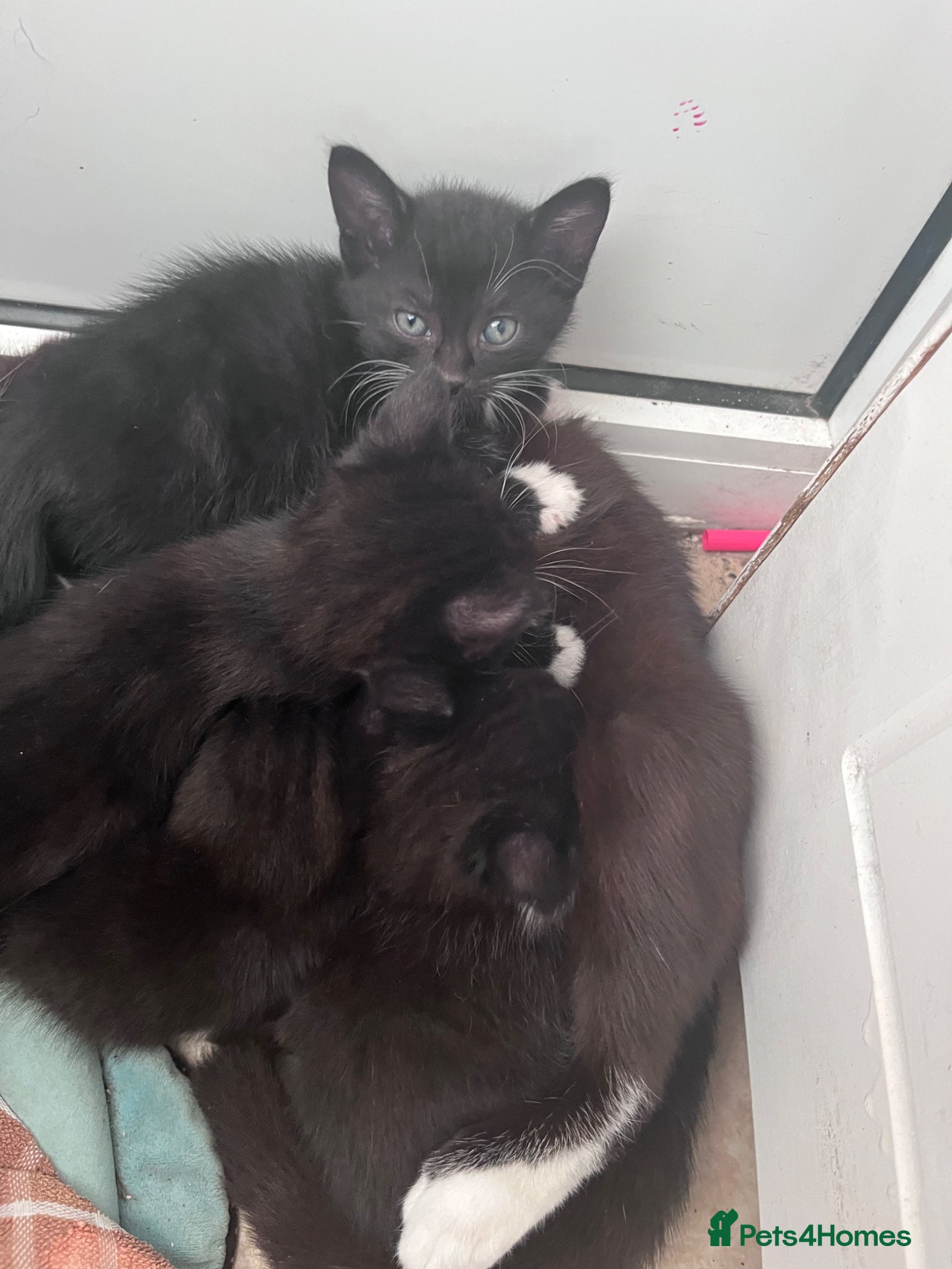 Mixed Breed cats for sale: Beautiful kittens in Southsea - Advert 7