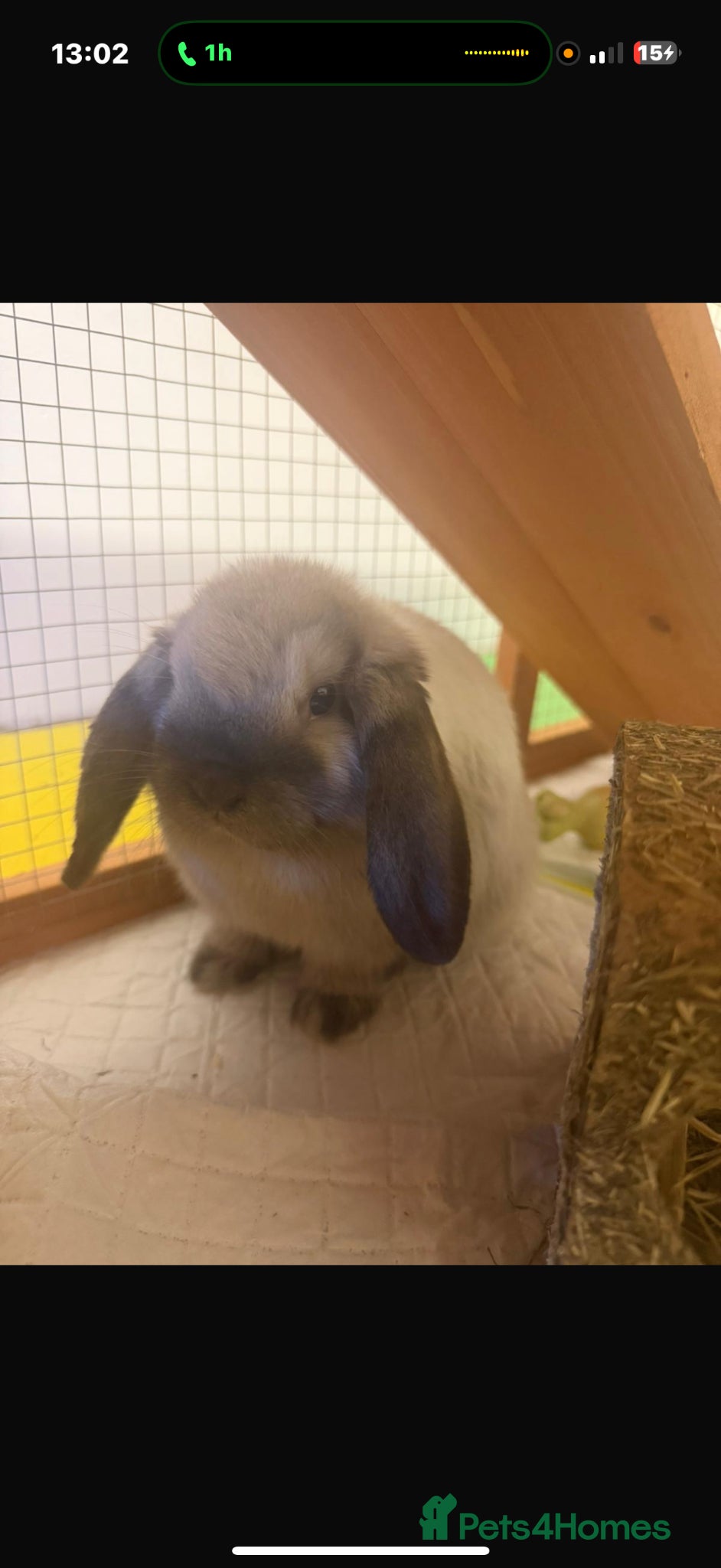 Mini Lop rabbits Pedigree mini lop buck with hutch and everything  - Advert 1