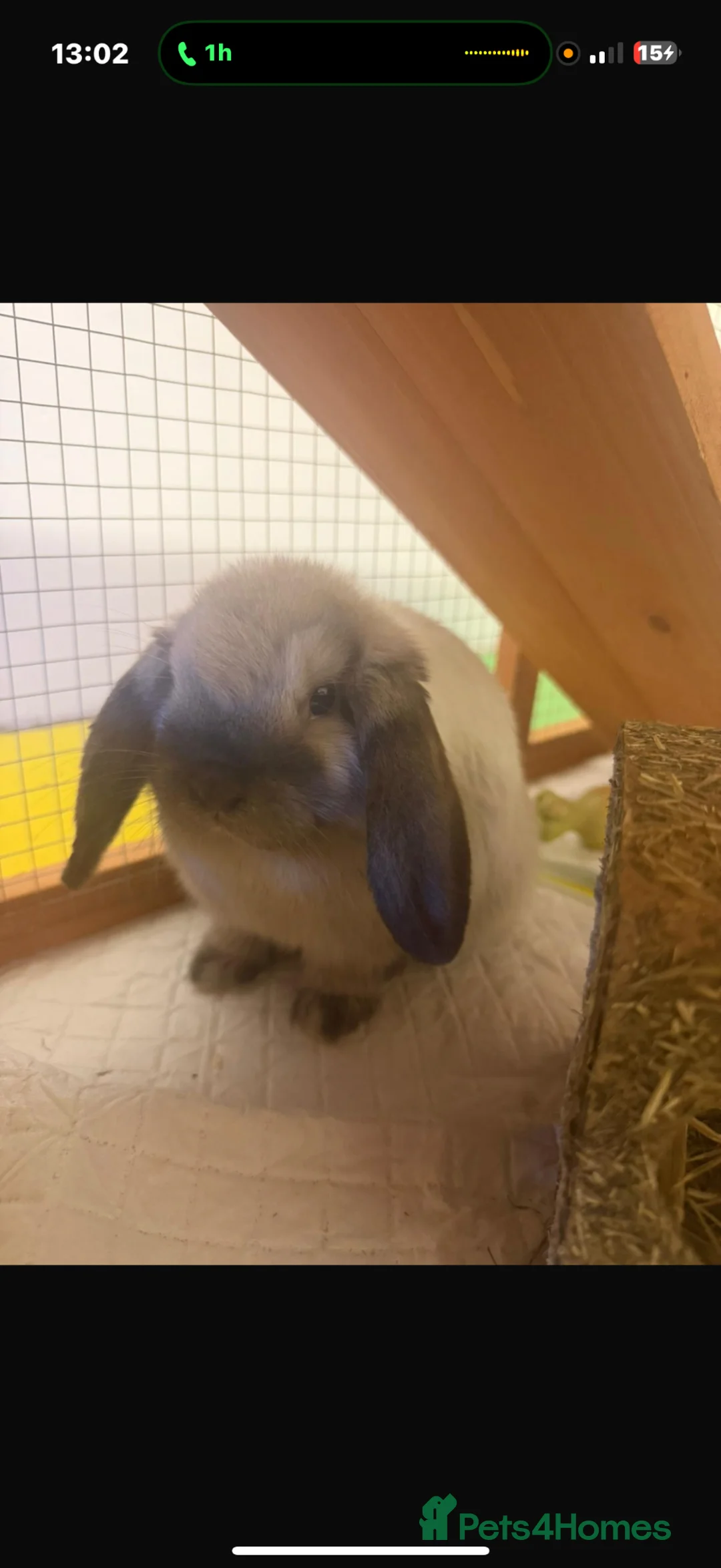 Mini Lop rabbits for sale: Pedigree mini lop buck with hutch and everything  - Advert 1
