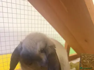 Mini Lop rabbits Pedigree mini lop buck with hutch and everything - Advert 1