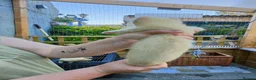 Ferret rodents for sale: Beautiful Ferret Kits for sale  - Advert 5