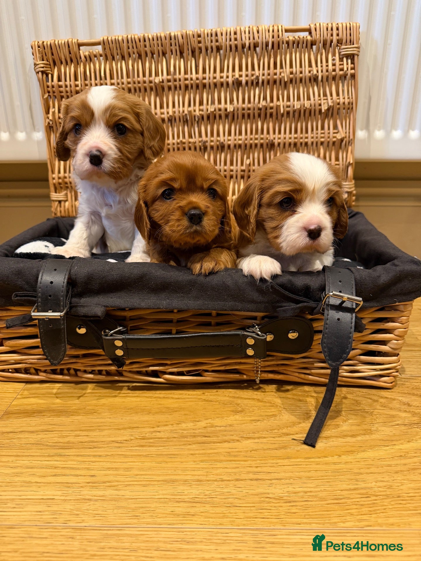Cavalier King Charles Spaniel dogs for sale: Beautiful Cavilier King Charles spaniel puppies - Advert 3