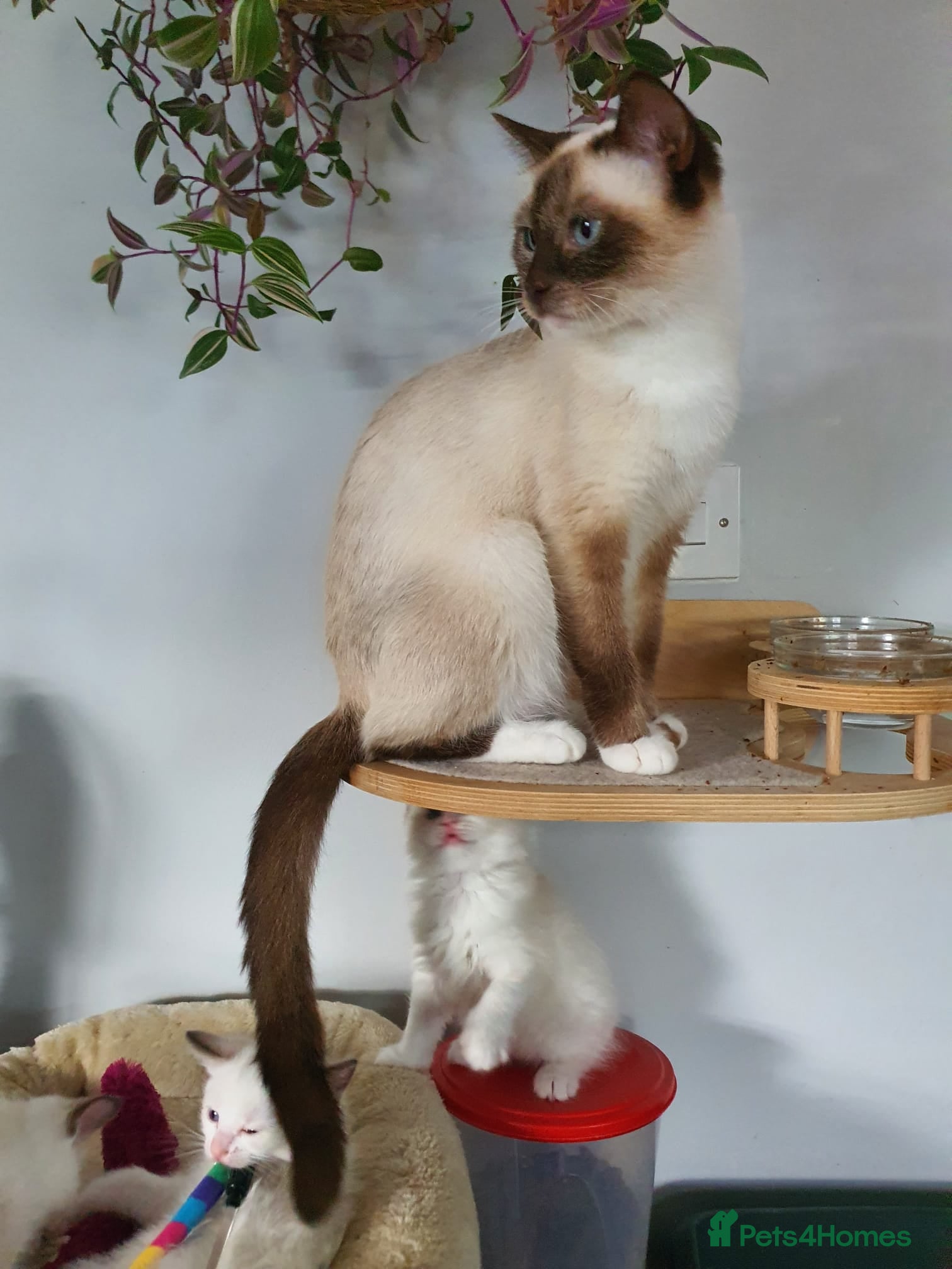 Ragdoll cats Shorthaired Ragdoll Females - very loving!! - Advert 1